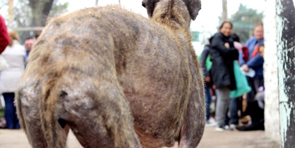 VIDEO: Vets in the Villas